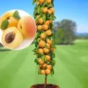 Абрикос «Принц Март» колона
