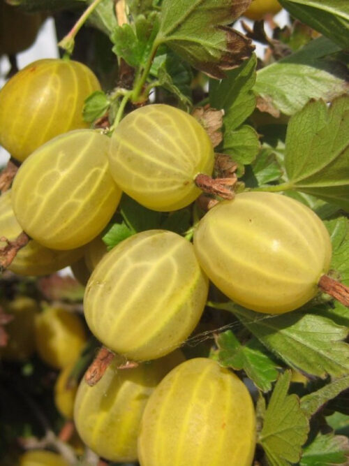 Аґрус «Ексклюзив» (без шипів)