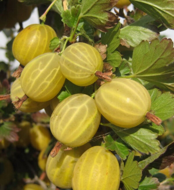 Аґрус «Ексклюзив» (без шипів)