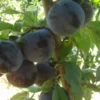 Алича «Глобус»