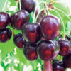 Черешня «Стаккато» (пізній сорт)
