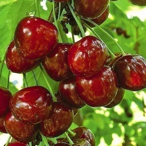 Черешня «Техлован» (середньо-пізній сорт)