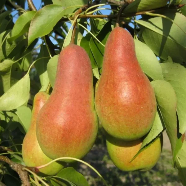 Груша «Абат фітель»