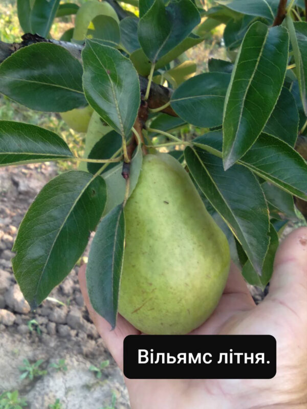 Груша «Вільямс»