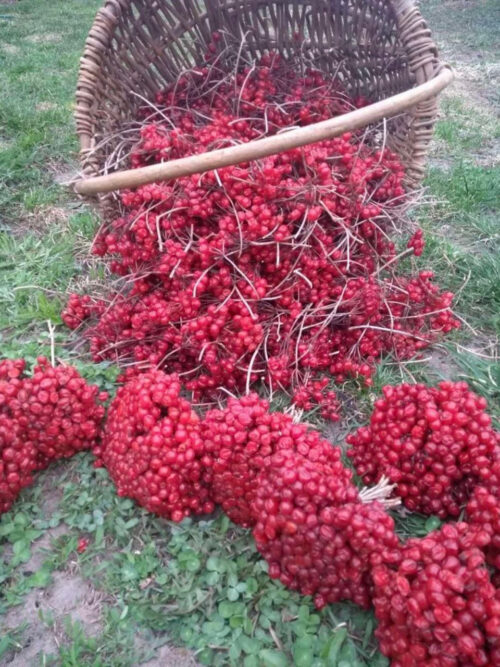 Калина кущова дворічна