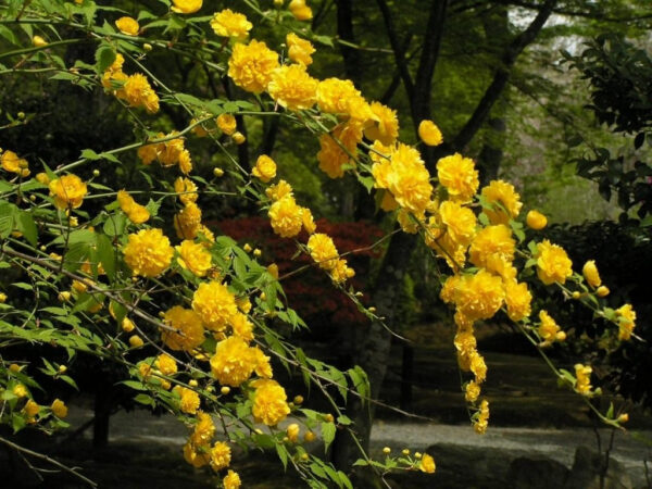 Керрія Японська жовта «Variegata»