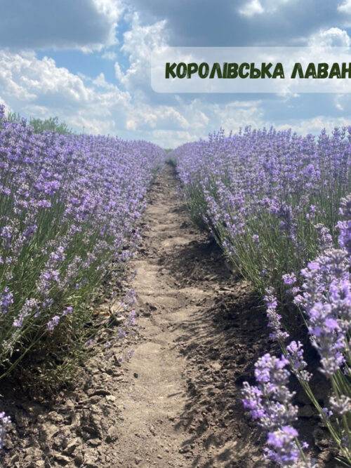 Лаванда «Королівська»