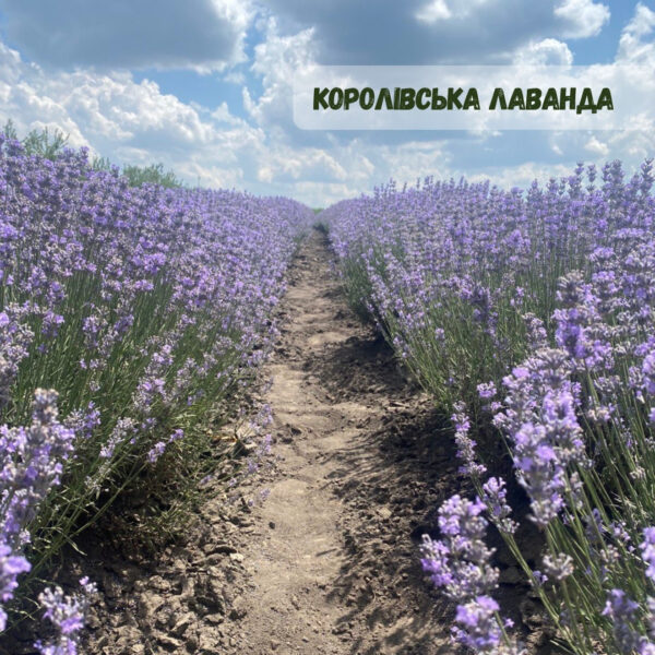 Лаванда «Королівська»