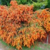 Піраканта «Orange Glow»