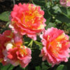 Плетиста троянда «Павичеве око»