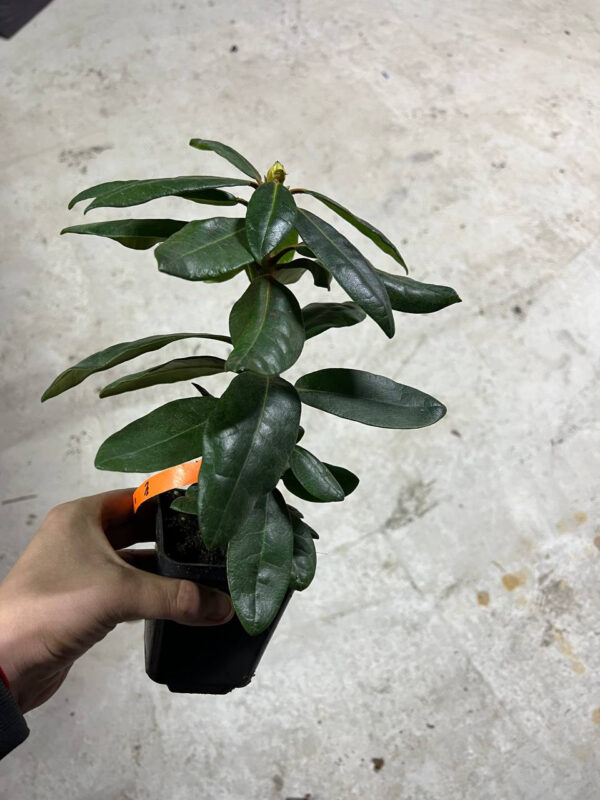 Рододендрон гібридний «Gartendirektor Rieger»