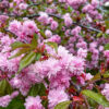Сакура «Роял Бургунді»