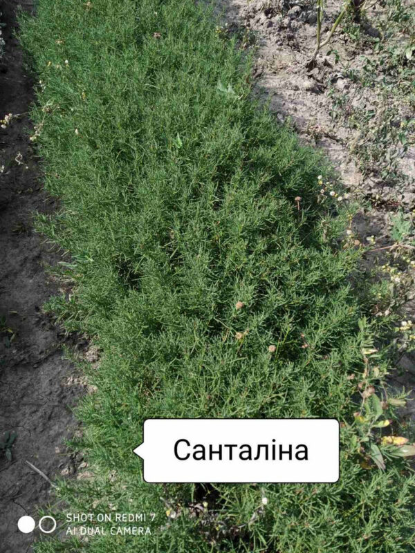 Сантоліна зелена