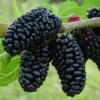 Шовковиця «Шеллі» (чорна)