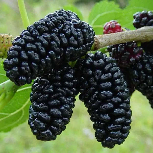 Шовковиця «Шеллі» (чорна)