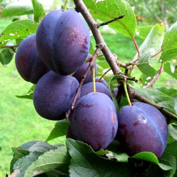 Слива «Анна Шпет»