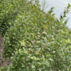 Слива «Мірабель» колона