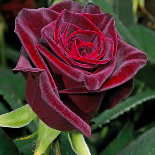 Троянда «Блек Баккара» (Black Baccara)