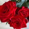 Троянда «Марічка» (Мarichka)