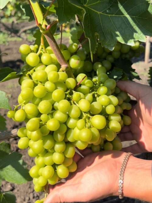 Виноград «Мускат Італія»