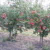 Яблуня «Флоріна»