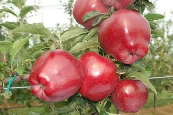 Яблуня «Ред-чіф», зимній сорт