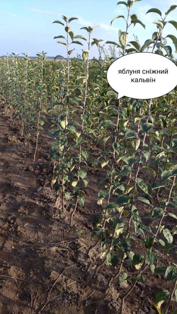 Яблуня «Сніжний кальвін»
